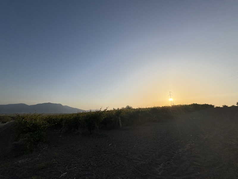 MANİSA SARUHANLI'DA 10.229 M2 SATILIK TARLA (101196456)